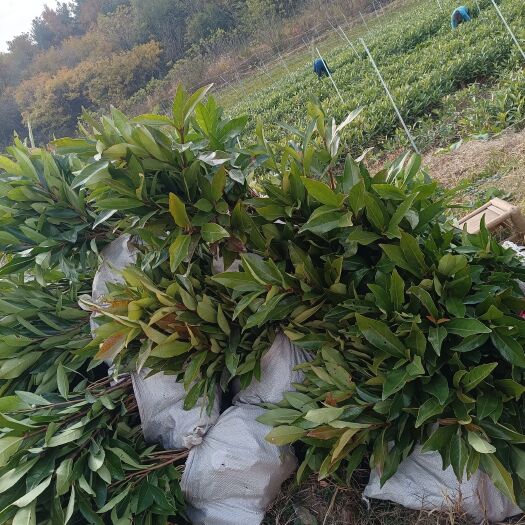 广水市法国东青小杯苗