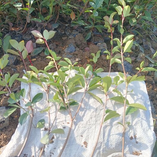 广水市石楠小杯，金森小杯苗大处理