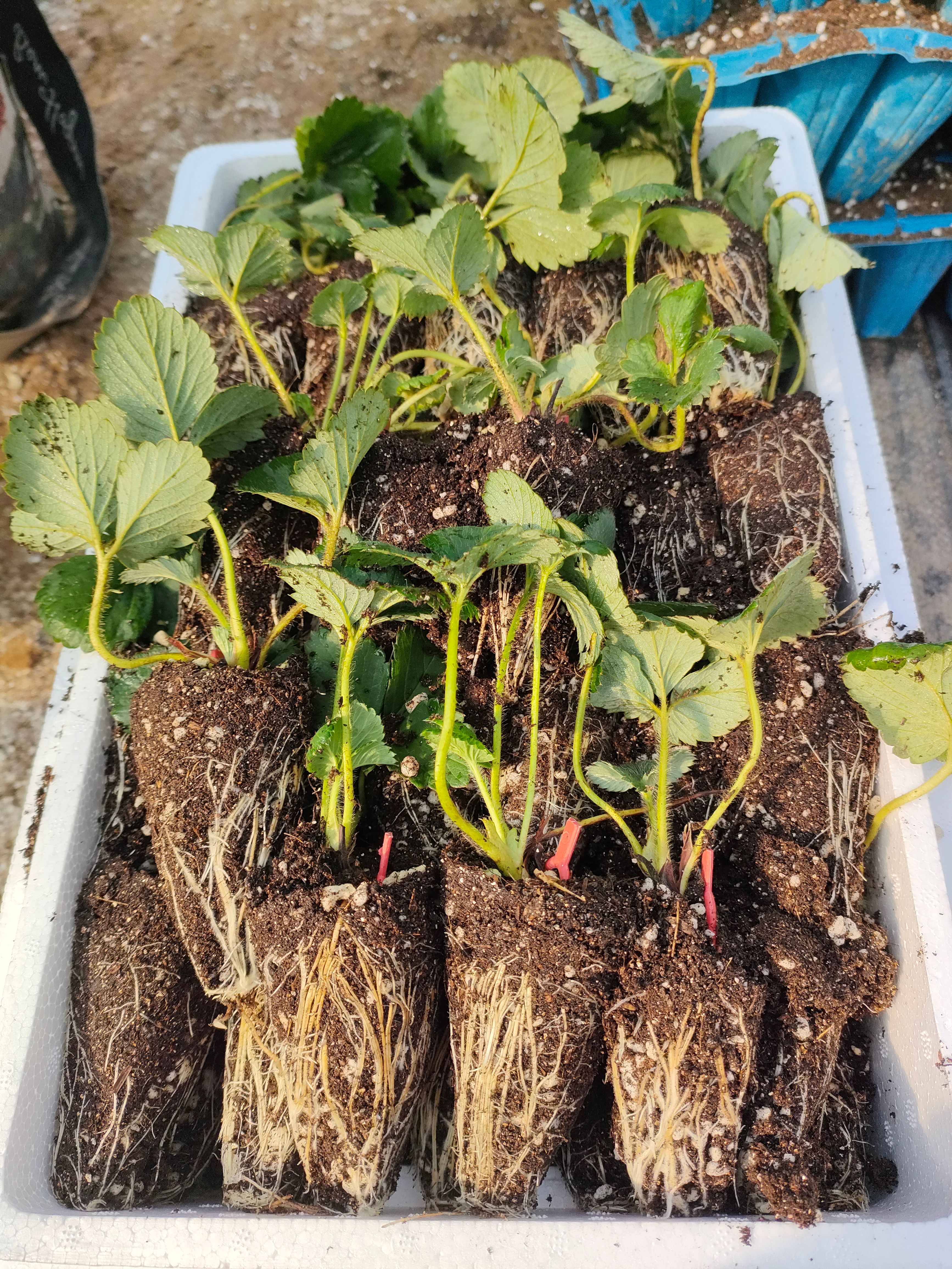 草莓穴盘脱毒苗
久香穴盘草莓苗  天仙醉穴盘草莓苗
