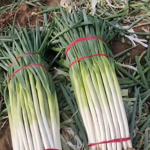 滑县长白大葱