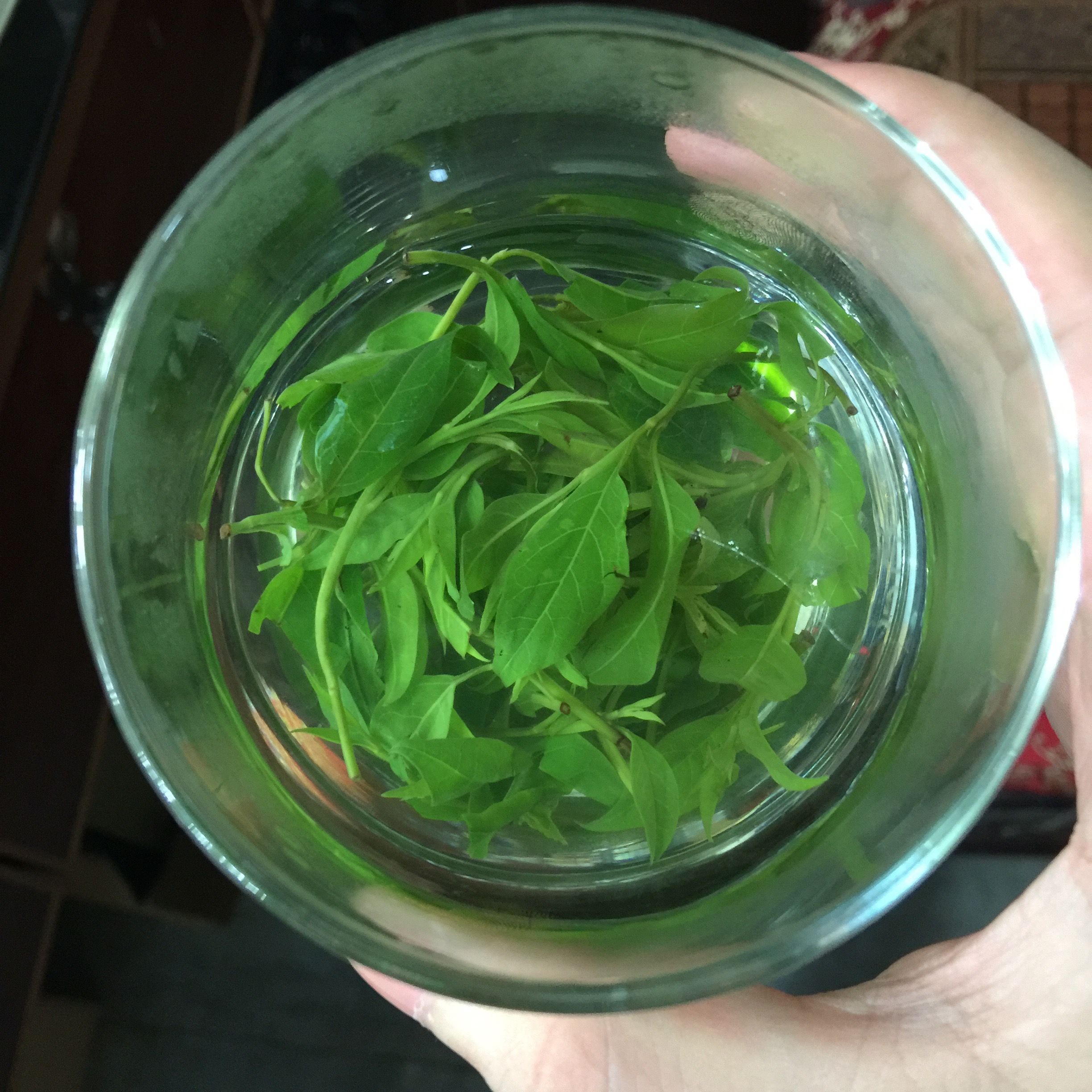 新茶嫩芽精选小叶苦丁茶散装250g包邮