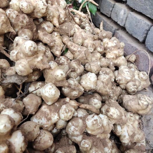 安阳县新鲜洋姜菊芋现挖，农家自产自销