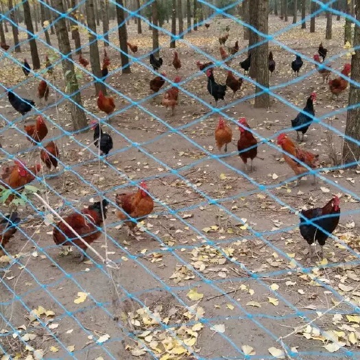 临朐县林下散养土鸡