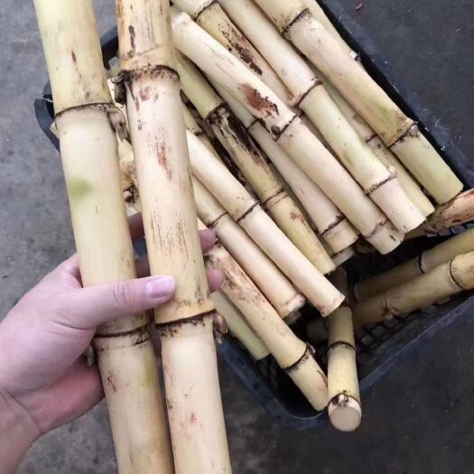 贵港广西木格白玉甘蔗产地直销批发