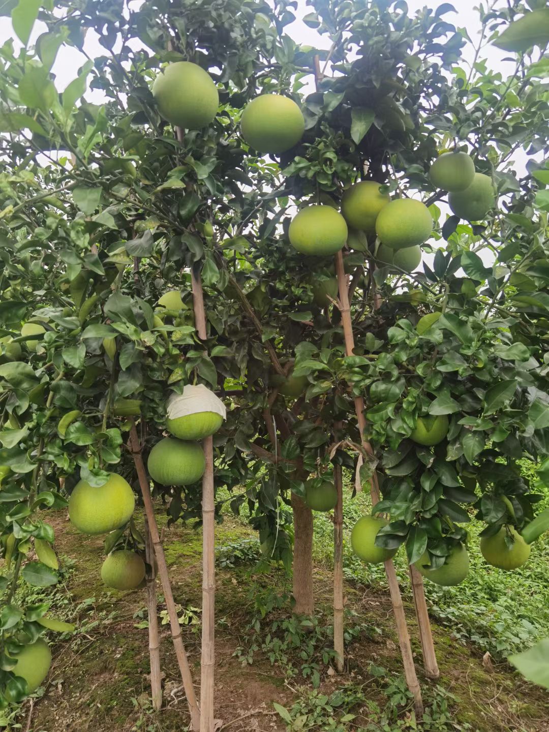 超甜水蜜香柚，