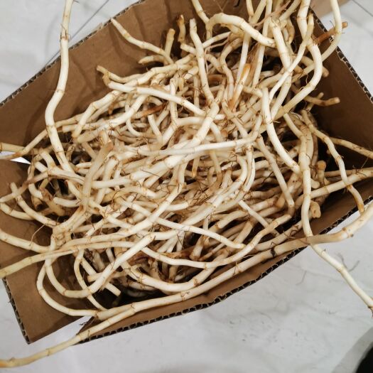永顺县新鲜折耳根鱼腥草