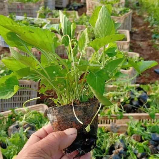 青州市紫花地丁，家庭小院绿化工程苗，盆栽苗容器苗基地批发价格