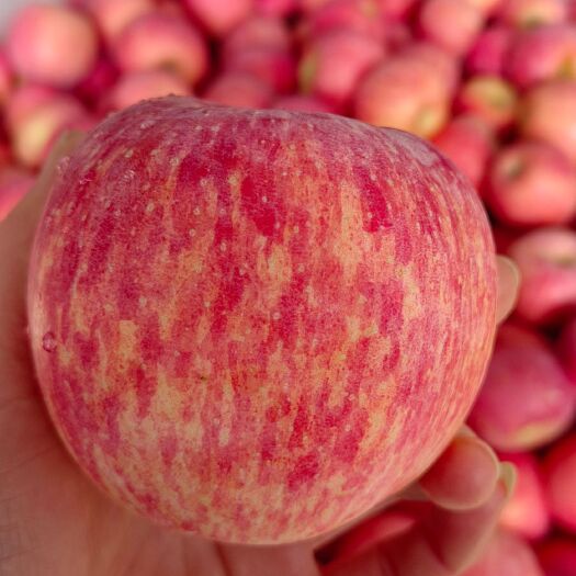蒙阴县优质红富士苹果，基地直供，质优价廉，口感脆甜