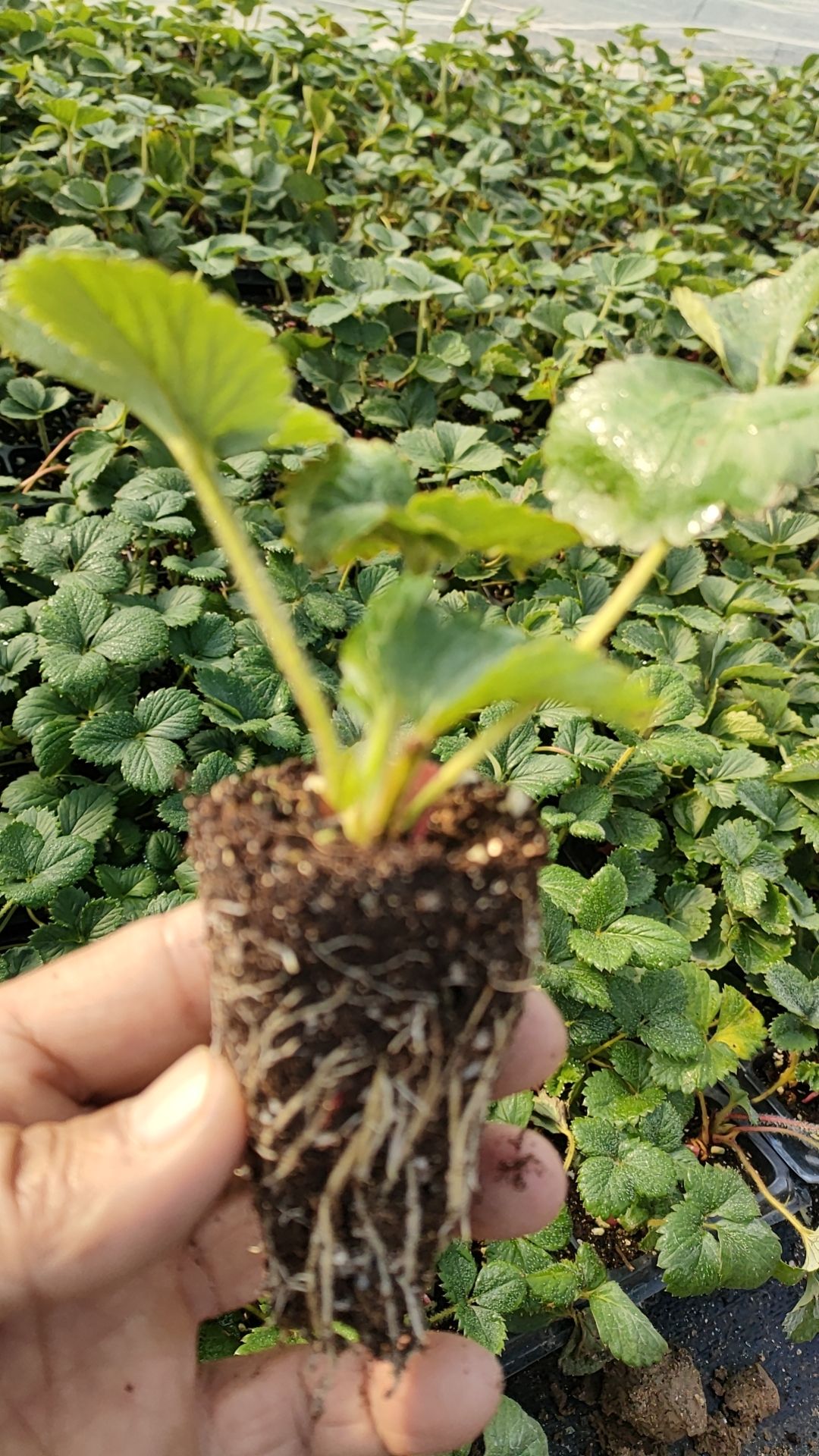 草莓穴盘脱毒苗
久香穴盘草莓苗  天仙醉穴盘草莓苗