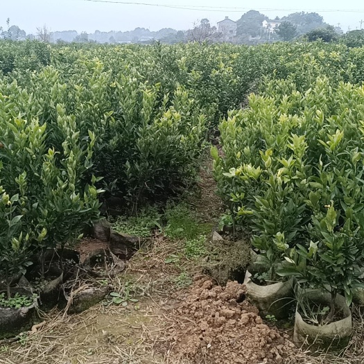 荆州沃柑