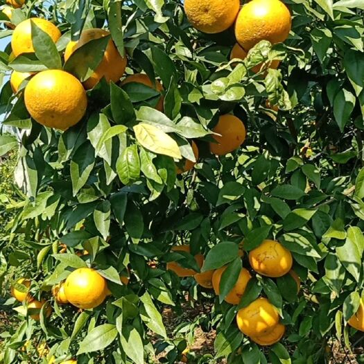 玉林沃柑