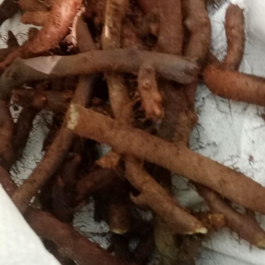 西盟县纯爬树骨碎补大量鲜货，有意者请联系，大量收购的价格可商议。
