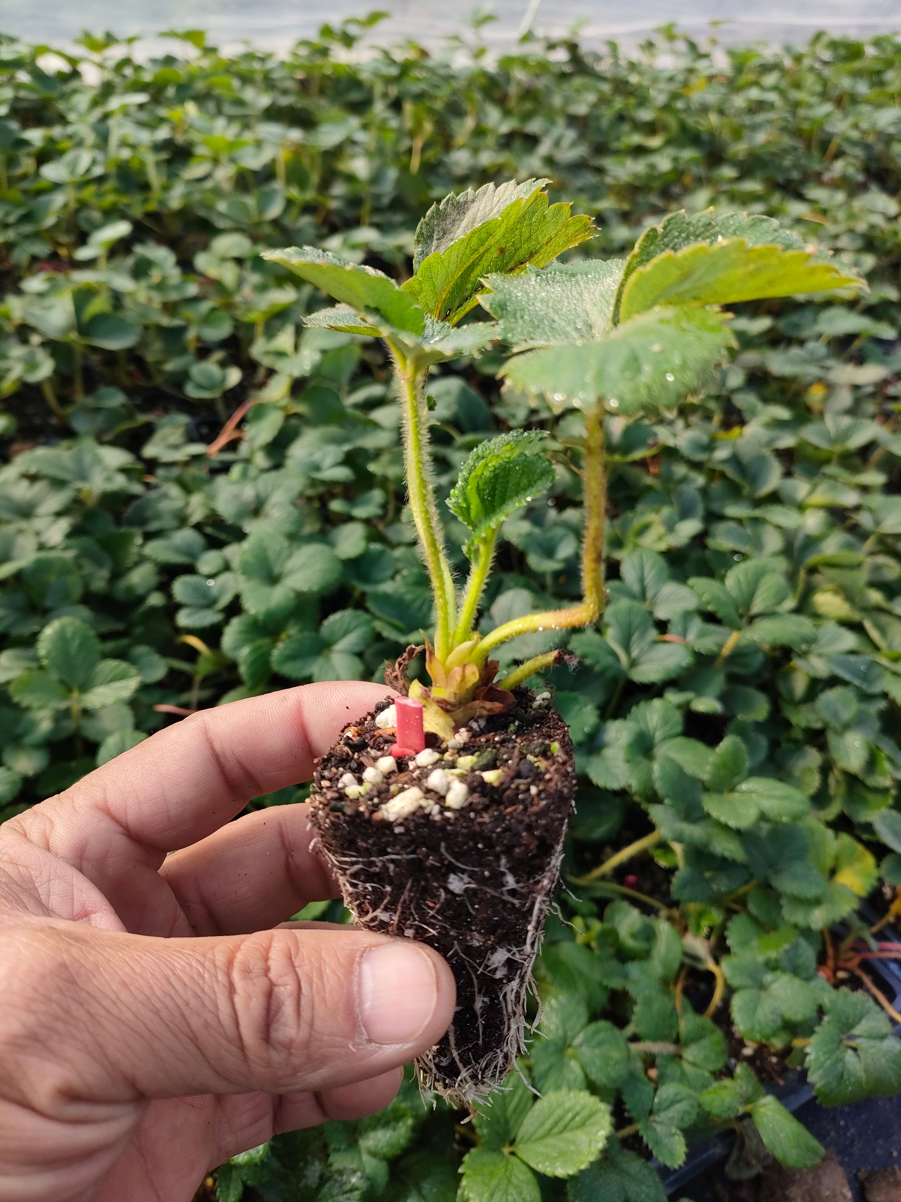 草莓穴盘脱毒苗
久香穴盘草莓苗  天仙醉穴盘草莓苗