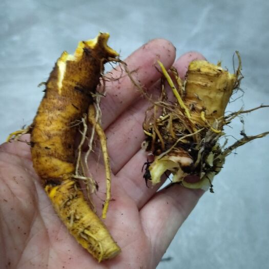 泰和县土黄连新鲜鲜货  现卖现挖欢迎光临