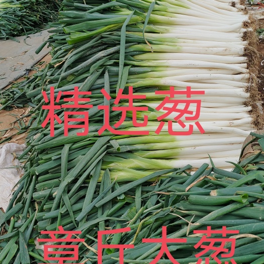 自家种的章丘大葱