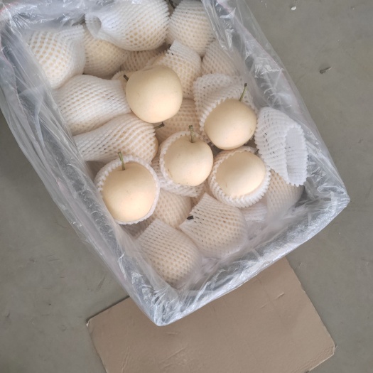 赵县皇冠梨，