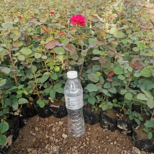 青州市红帽月季，杯苗盆栽苗容器苗基地批发价格，苗圃直发