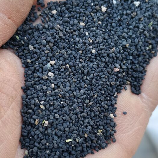陇西县甘肃纯新精品黄芩种子