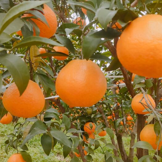 金堂县耙耙柑，