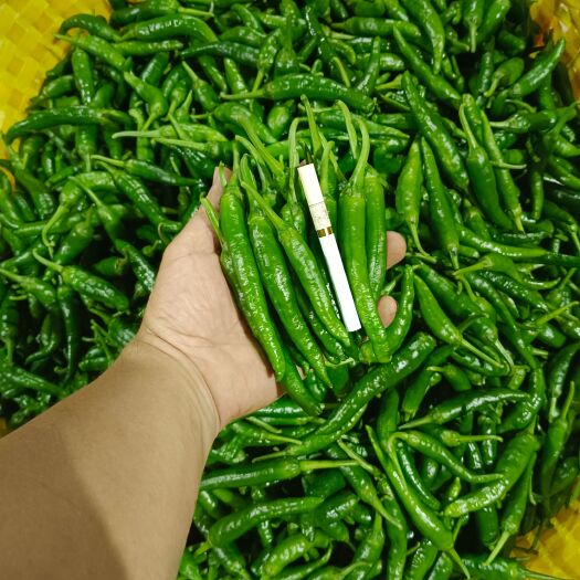 徐闻县小港椒