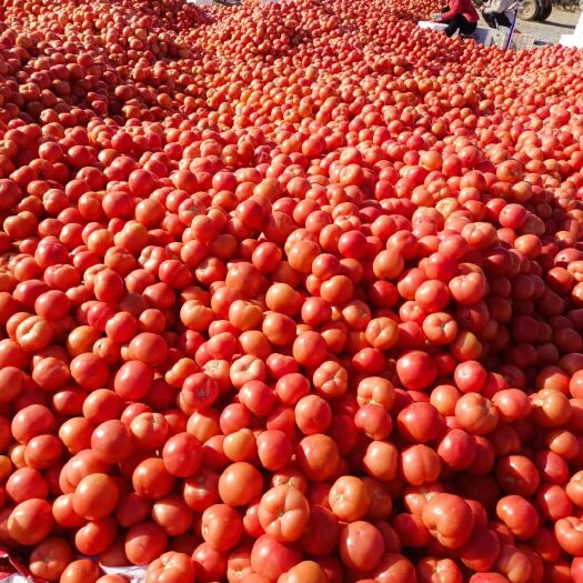 费县精品沙瓤硬粉西红柿大量上市，实力代收代发全国各地
