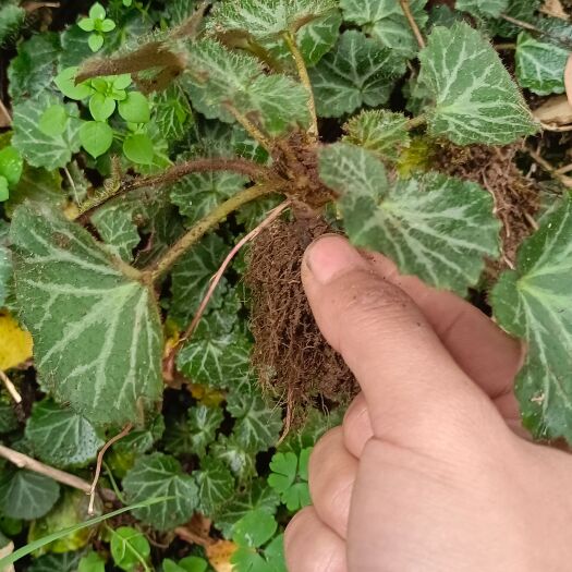 宣汉县虎耳草