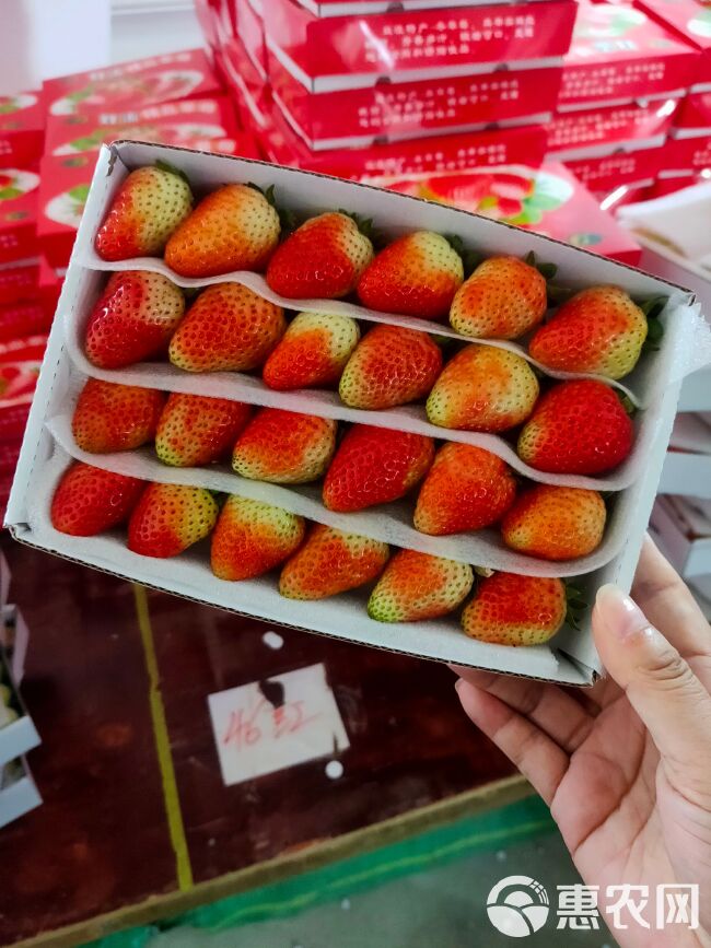 云南夏季双流草莓 基地直发全国各地 商用糖葫芦茶饮蛋糕烘焙