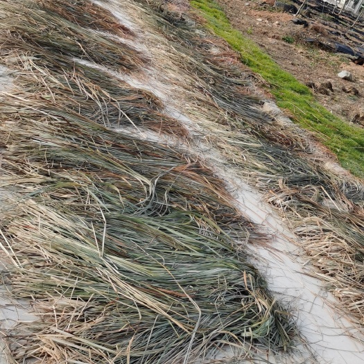 宜黄县香茅草江西基地直供自然晒干