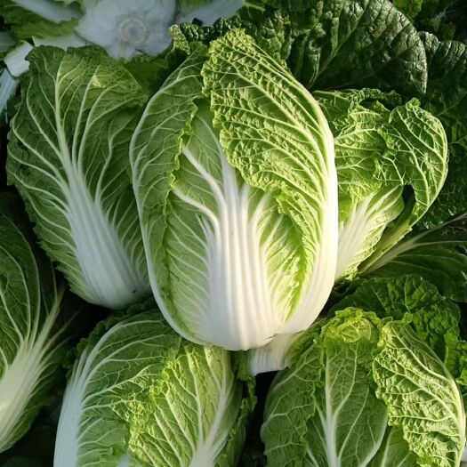 聊城黄心大白菜