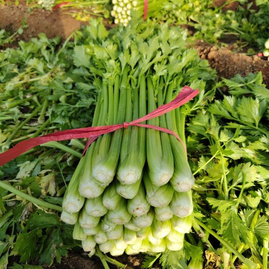 滑县芹菜，无叶斑，无虫害，跟部整洁干净，现採现发。