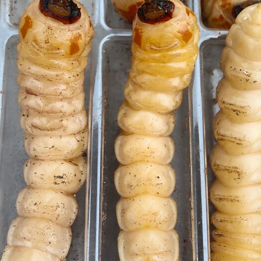 遵义纯斗米虫假一赔百
