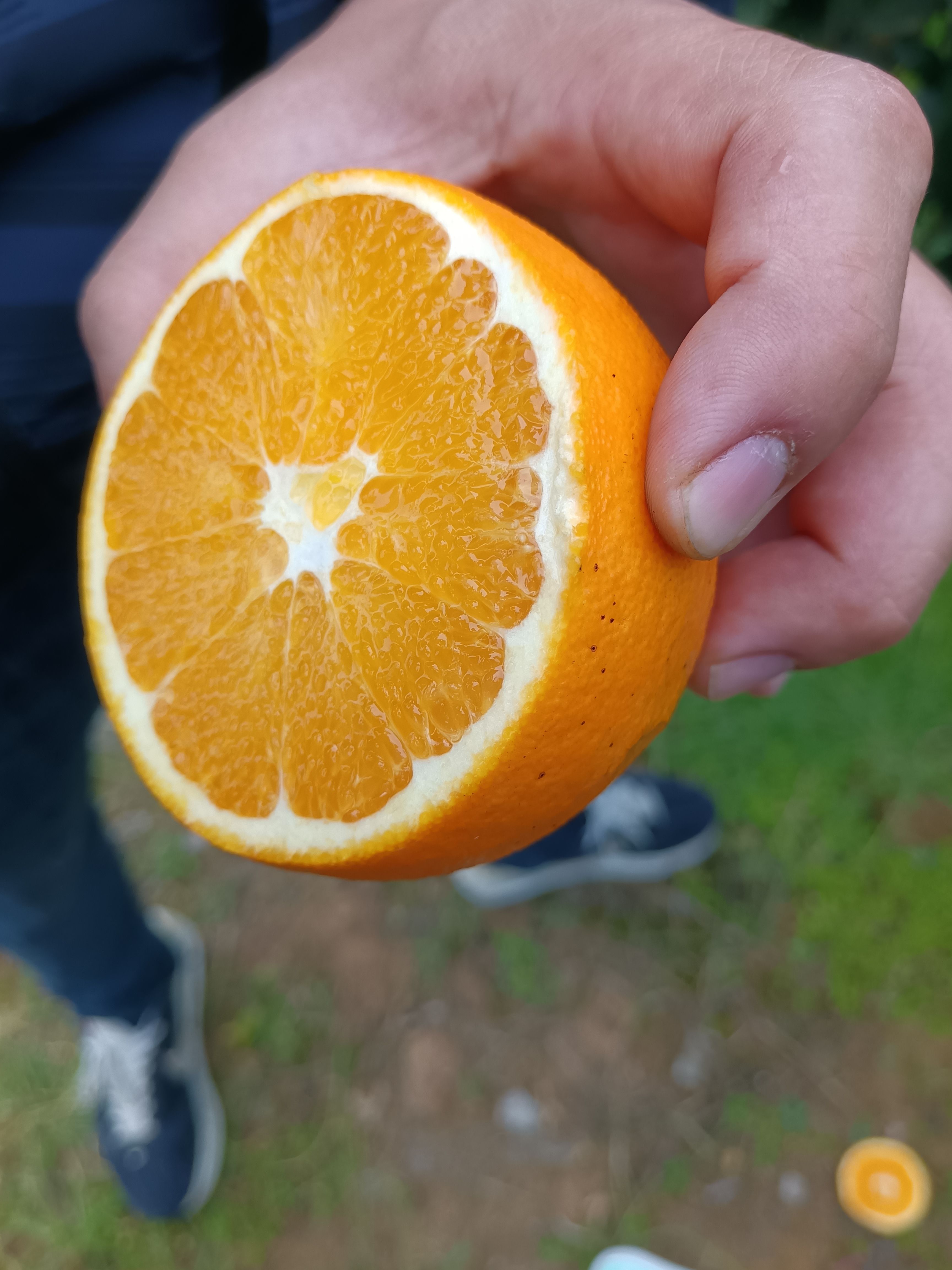 酉水河畔優(yōu)質純甜紐荷爾，皮薄多汁，物美價廉