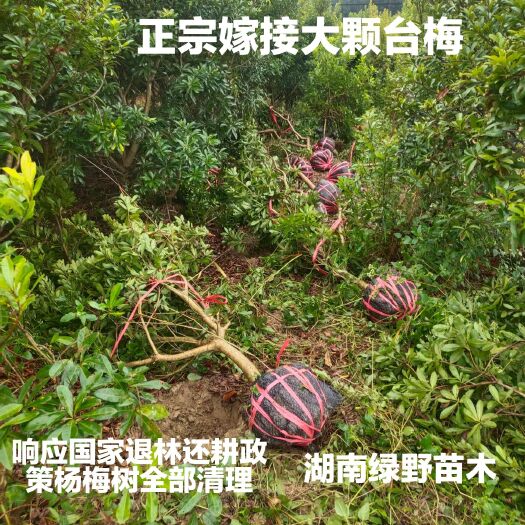 靖州县杨梅树嫁接苗带土球3-12公分现挖现卖量大价优