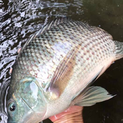 广州罗非鱼苗，宝路罗非鱼苗，新吉富单性快大型罗非鱼苗，海南一号。