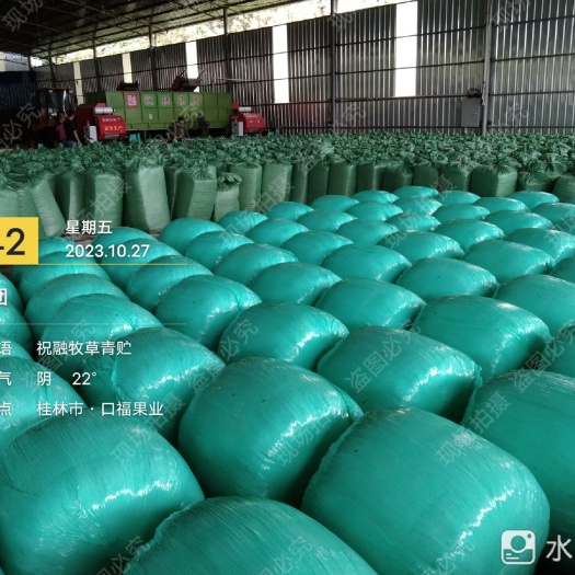 永福县牧草青贮-新一代禾本科优质牧草，粗蛋白含量高，适口性更好！