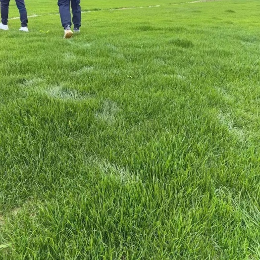 绵竹市混播草坪