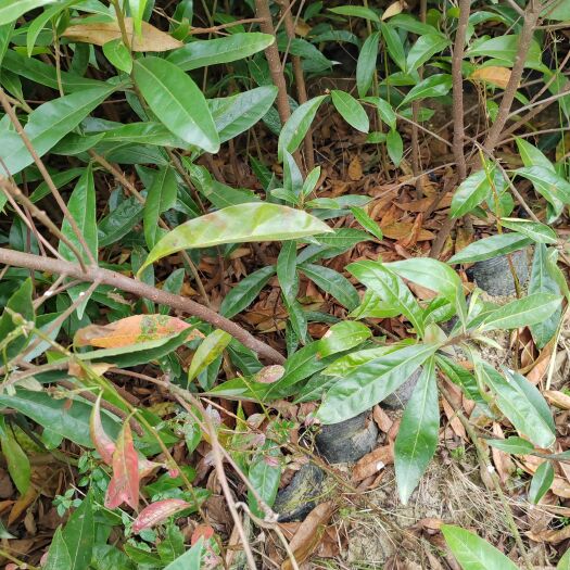 奉新县江西1—2年木荷杯苗批发、江西木荷杯苗市场价格、江西木荷苗