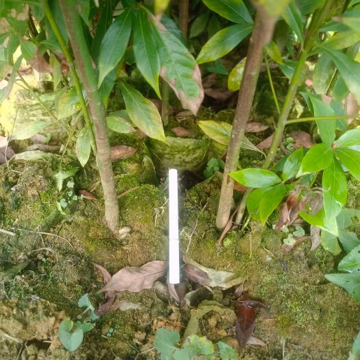 洪雅县场定直销
