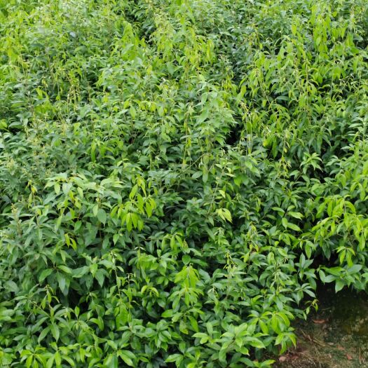 奉新县江西出售青岗栎杯苗、江西供应20—100高青岗栎杯苗