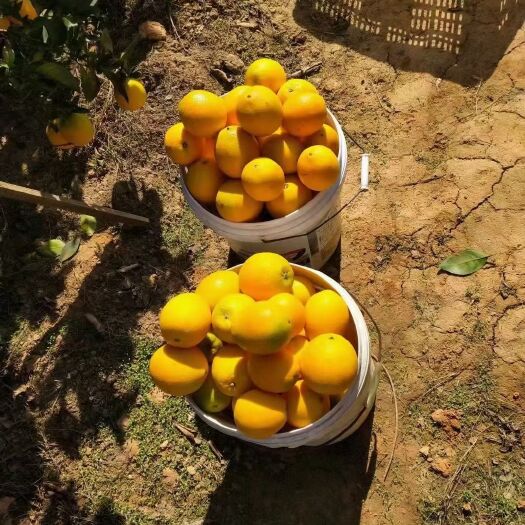 瑞金市赣南脐橙