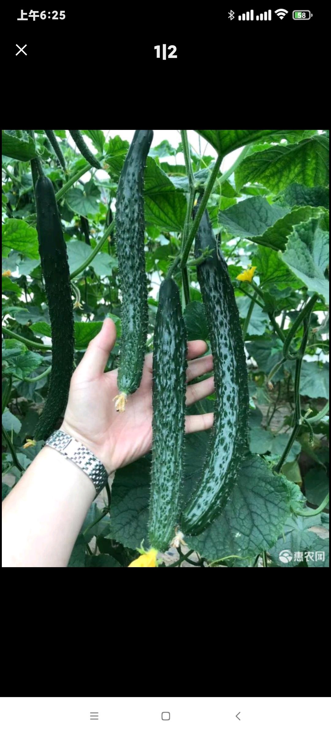 干花带刺，长度15-35cm，万亩黄瓜产业基地，四季供货