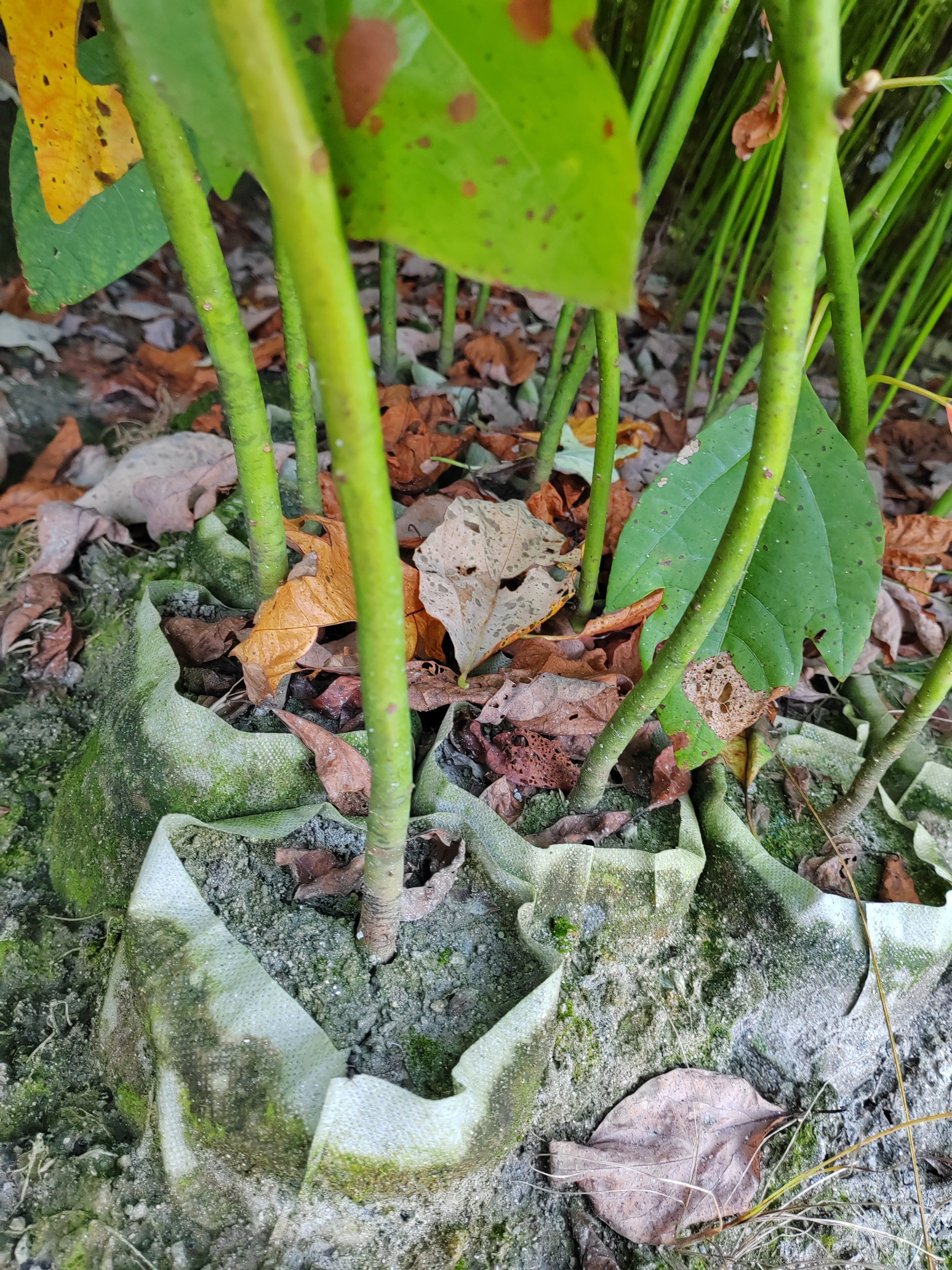 江西供應檫木杯苗、江西供應檫木苗、江西檫木裸根小苗、造林苗木