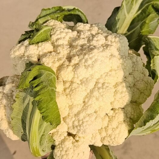 横州市白花菜