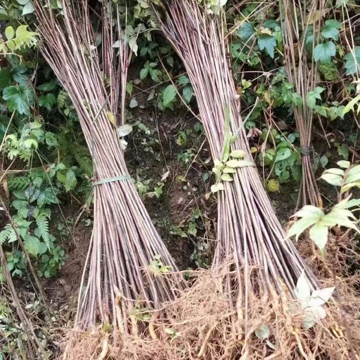 绵阳精品药才苗