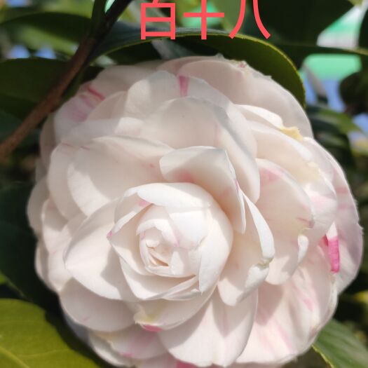 雅安精品山茶花树批发零售品种上百个，小苗大树都有！
