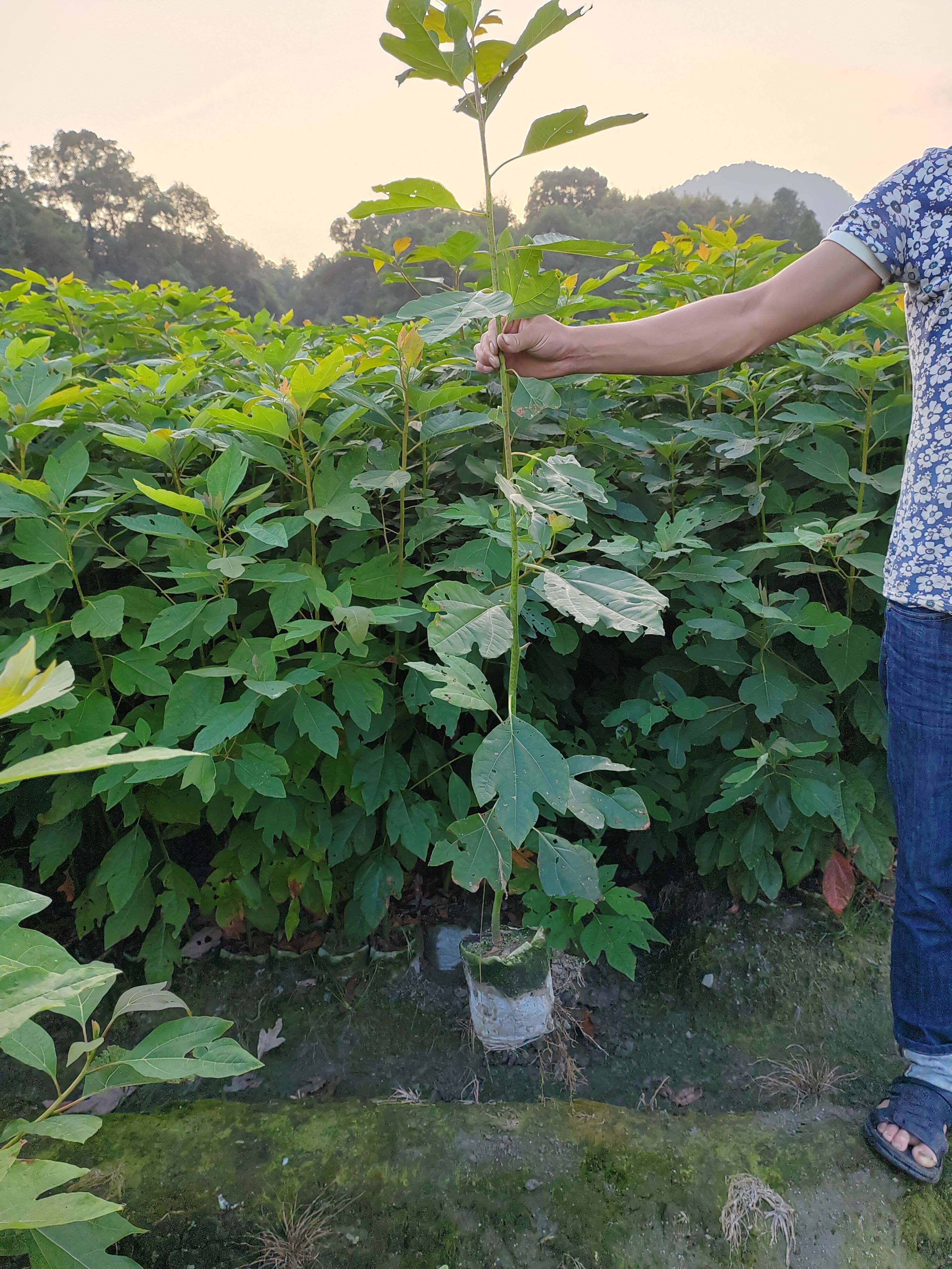 江西供應檫木杯苗、江西供應檫木苗、江西檫木裸根小苗、造林苗木