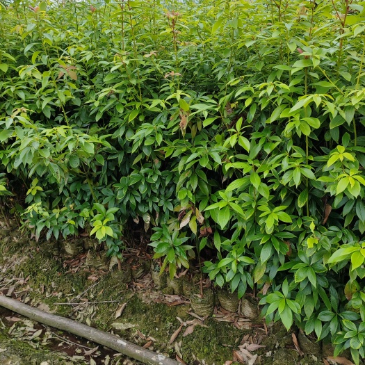 奉新县江西楠木杯苗出售、江西楠木小苗批发、江西楠木珍惜树种