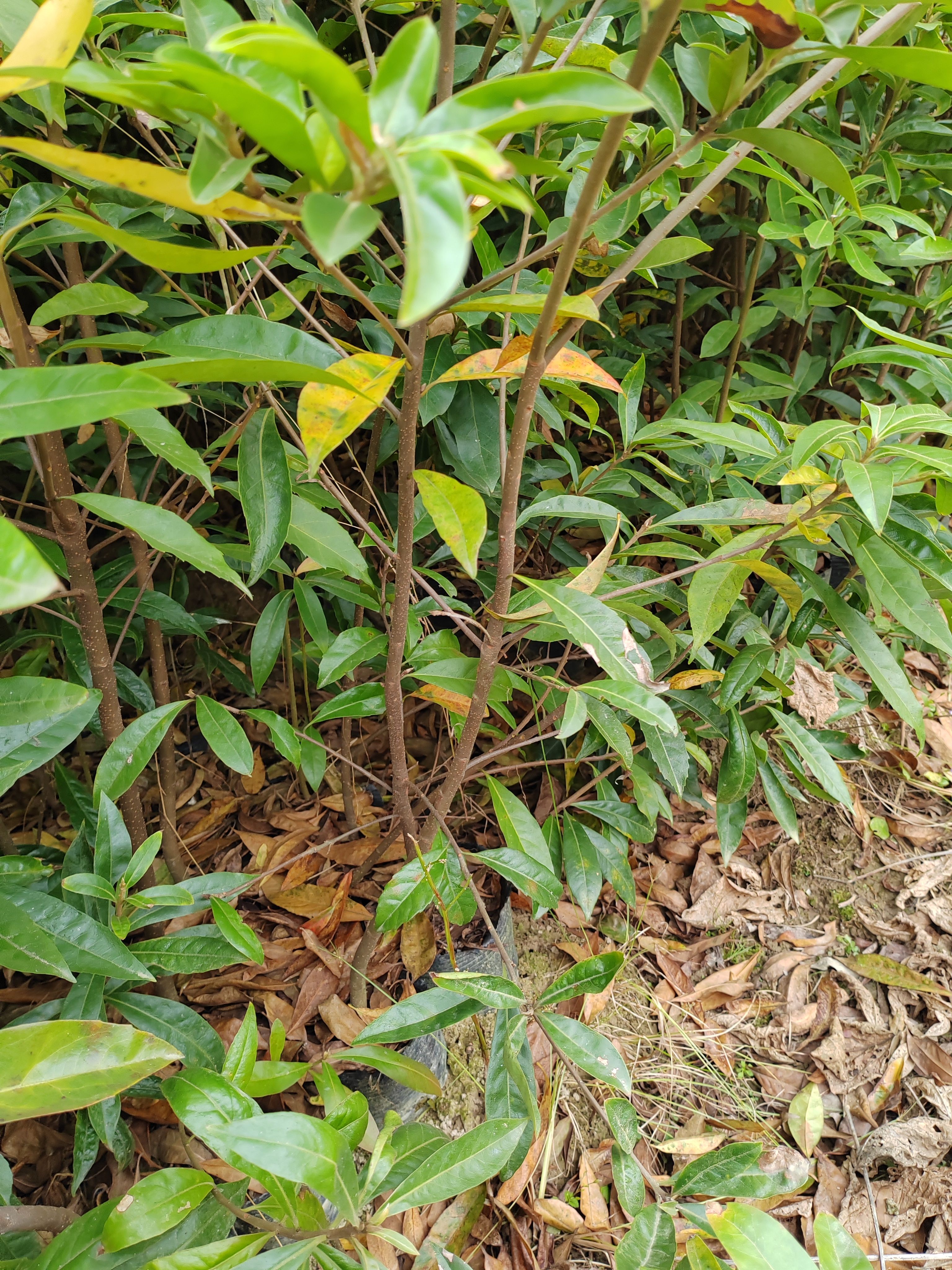 江西1—2年木荷杯苗批发、江西木荷杯苗市场价格、江西木荷苗