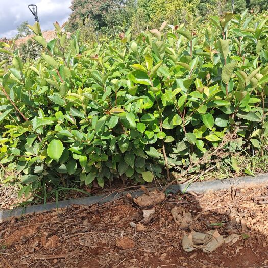 罗平县茶果实生苗