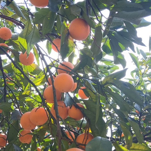 锦密甜橙
